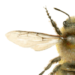Megachile willughbiella